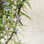 Rosmarino pianta aromatica