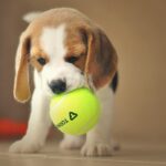 Cane Beagle