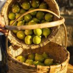 Cilento taste