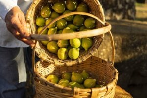 Cilento taste