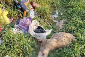 Rifiuti e carcassa di pecora