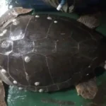 Tartaruga
