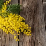 Festa della donna