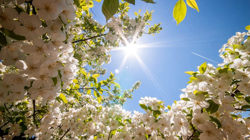 Fiori di pesco