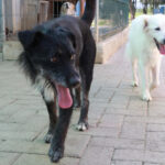 Cani randagi