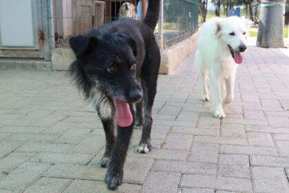 Cani randagi
