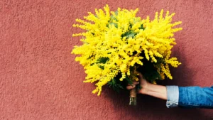 Mimosa, festa della donna