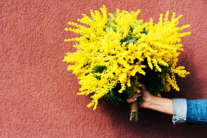 Mimosa, festa della donna