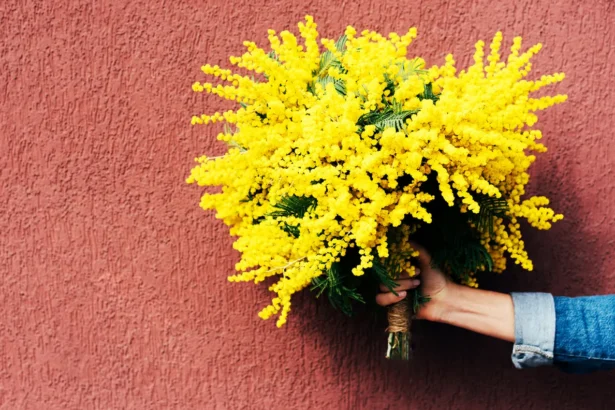 Mimosa, festa della donna