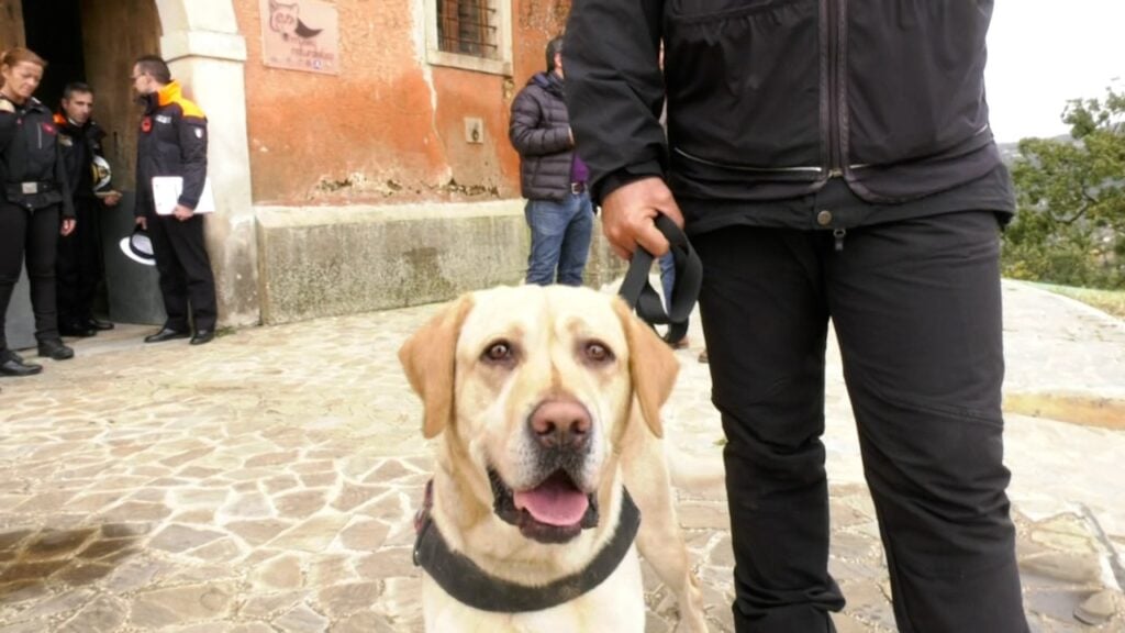 Cane antiveleno