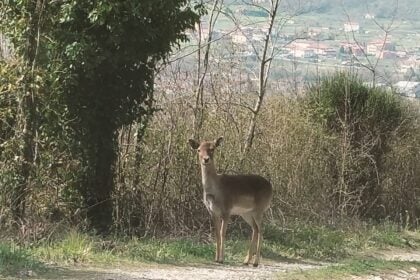 Capriolo Polla