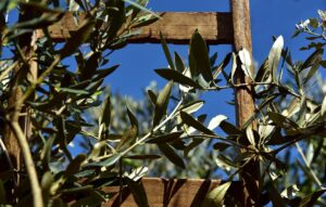 Domenica delle palme