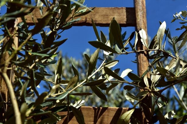 Domenica delle palme