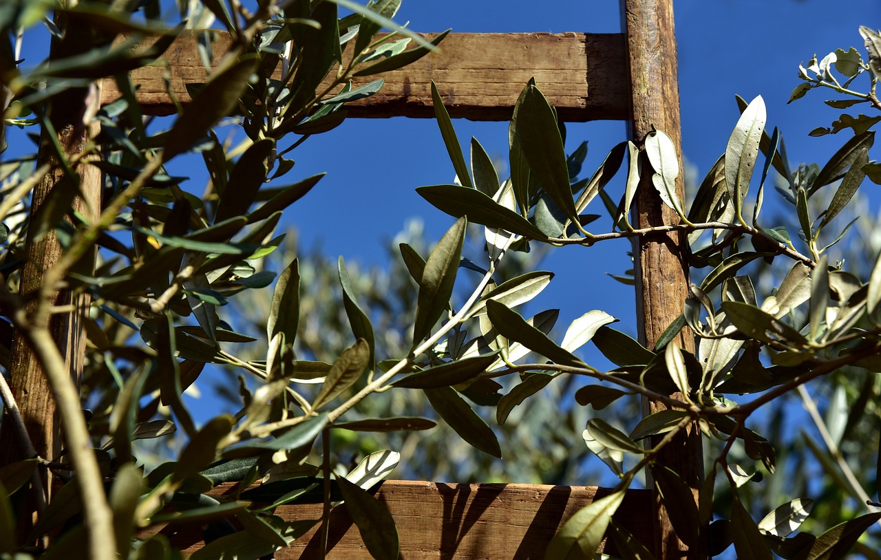 Domenica delle palme