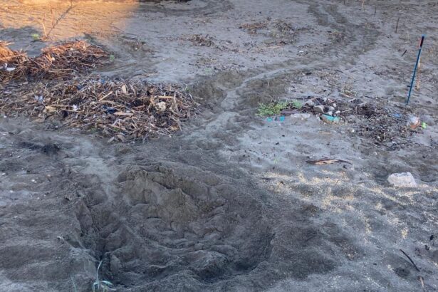 Caretta Caretta Eboli