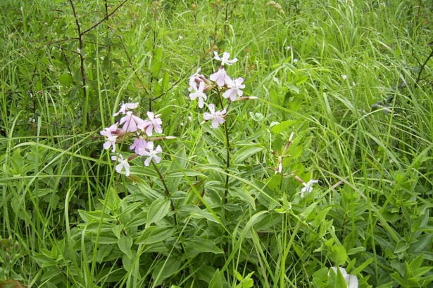 Saponaria officinalis