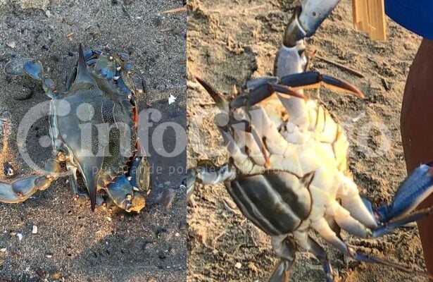 Granchio blu Cilento