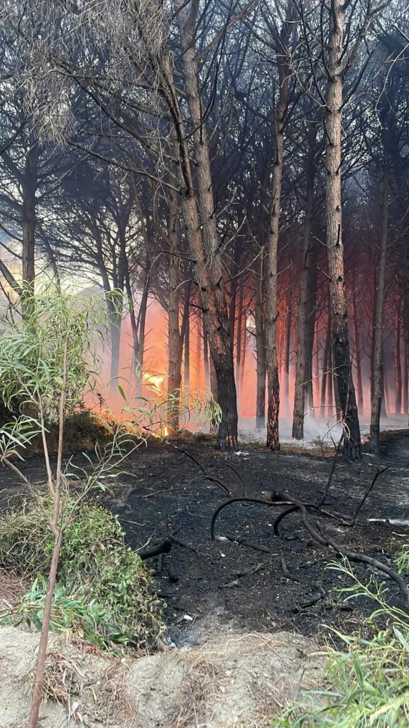 Incendio Pineta Eboli