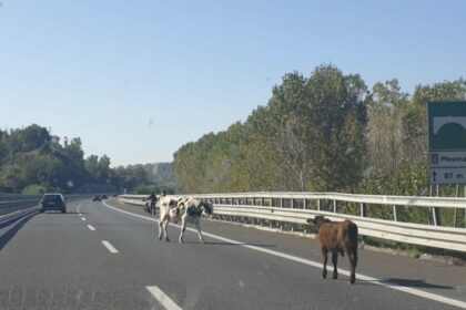 Mucca in autostrada