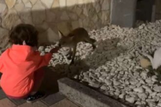 Volpe Sala Consilina