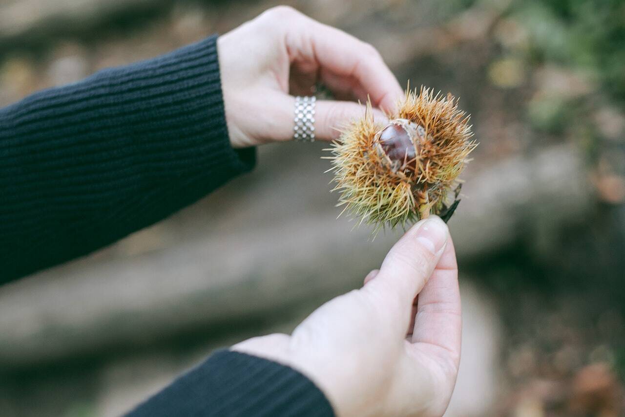 Castagne