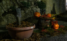 Festa della Castagna San Rufo