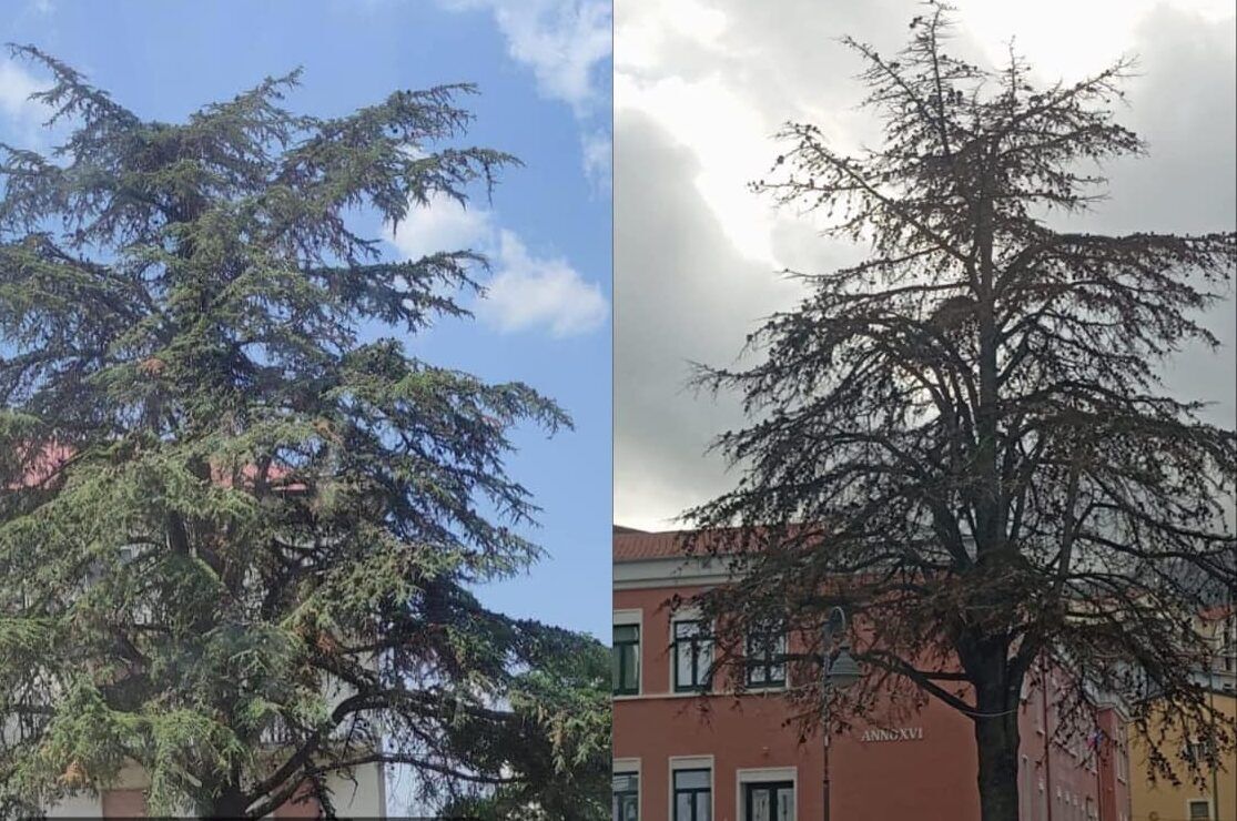 Cedro Roccadaspide