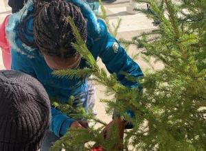 Albero di Natale Ottati