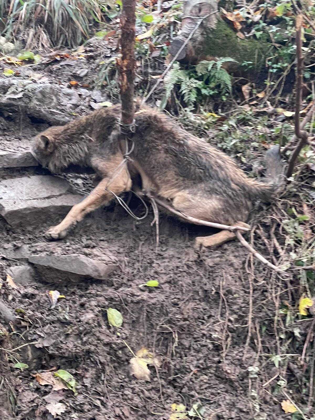 Lupo San Mauro Cilento