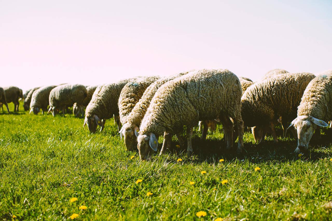Allevamento pecore