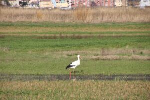 Cicogna Vallo di Diano