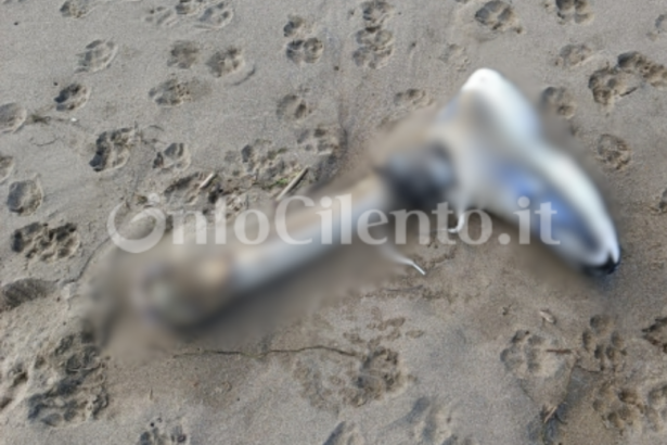 Arto spiaggia Paestum