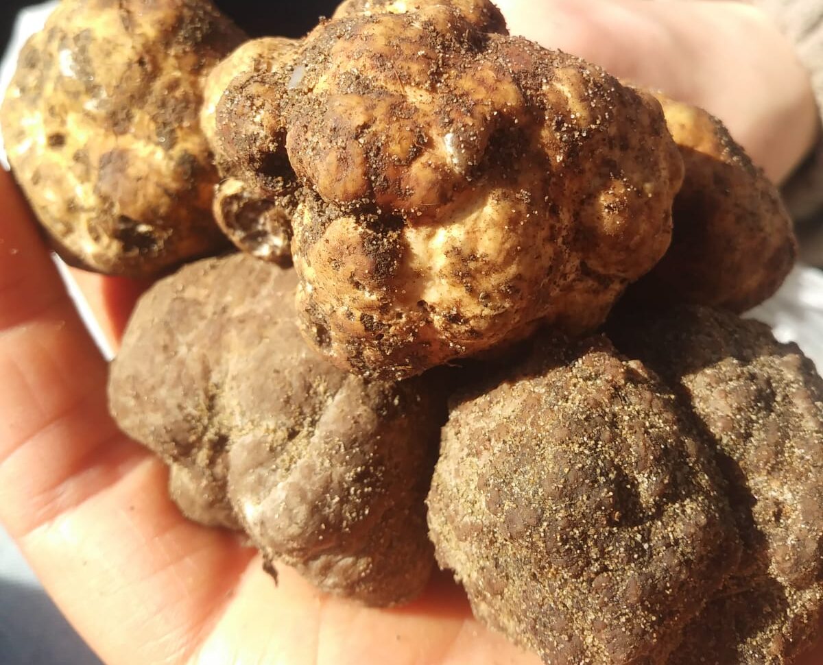 Tartufo Bianchetto