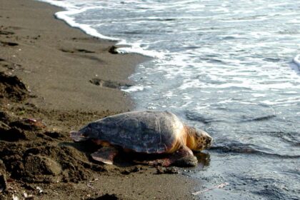 Tartaruga Caretta