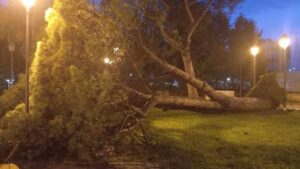 Albero caduto, Salerno Parco Arbostella