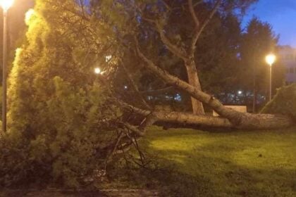 Albero caduto, Salerno Parco Arbostella