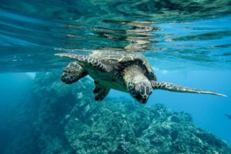 Tartaruga Caretta Caretta