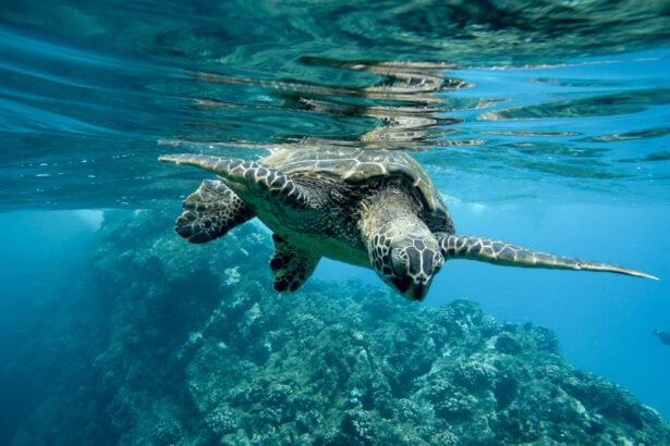 Tartaruga Caretta Caretta