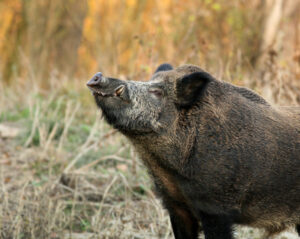 Cinghiale