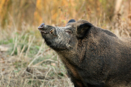 Cinghiale