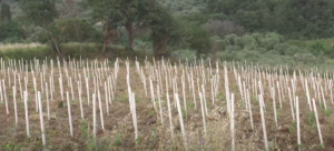 Vigneti