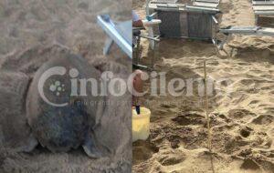 Castellabate, caretta caretta