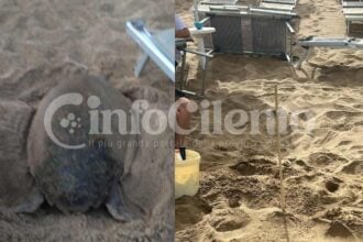 Castellabate, caretta caretta