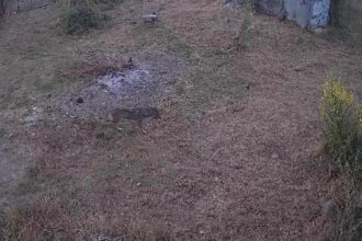 Presenza lupi nel Cilento