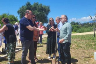 Vibonati piantumazione albero