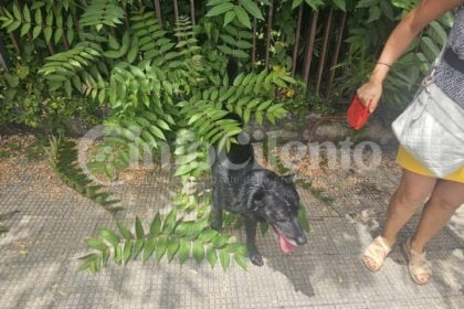 Cane Eboli