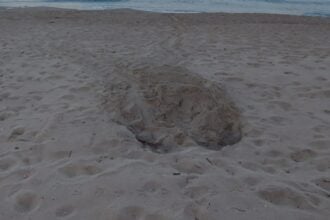 Nido Caretta Caretta Palinuro