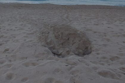 Nido Caretta Caretta Palinuro