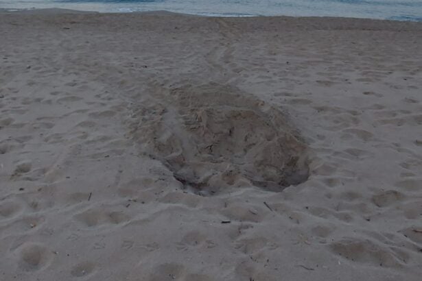 Nido Caretta Caretta Palinuro