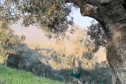 Alberi